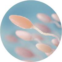 木棉花优选精子